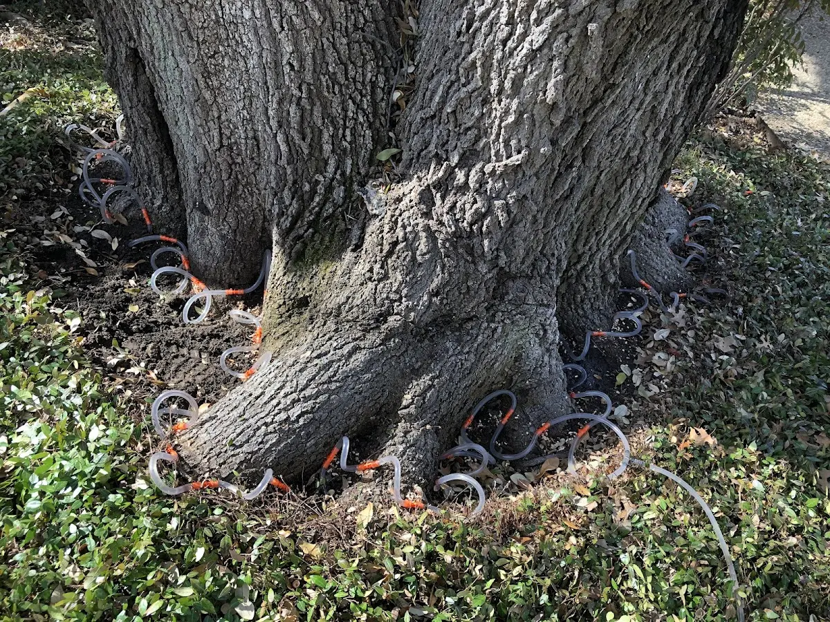 Detailed Shrub and Hedge Trimming job site in Langtry