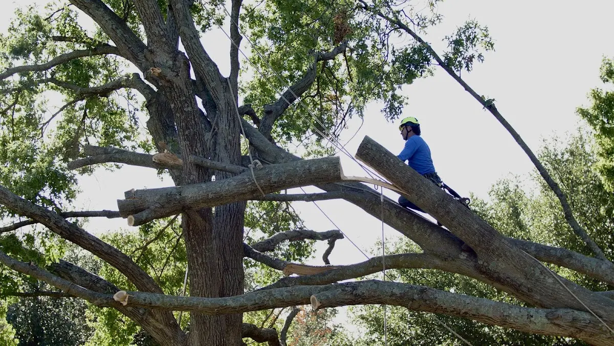 Professional Crown Thinning performed by certified arborists in Langtry