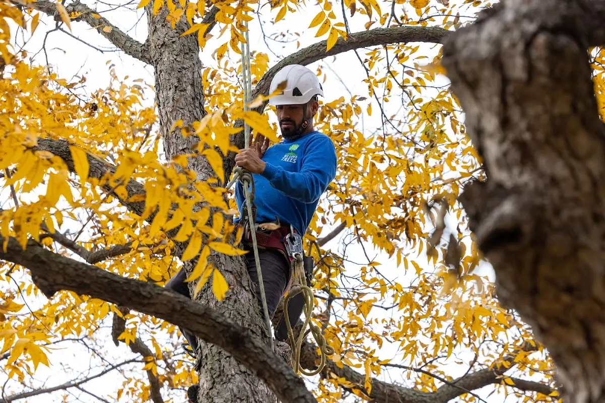 Skilled Storm Damage Cleanup crew working in Langtry
